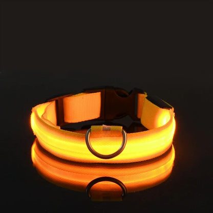 Collar y correa luminosos para perro