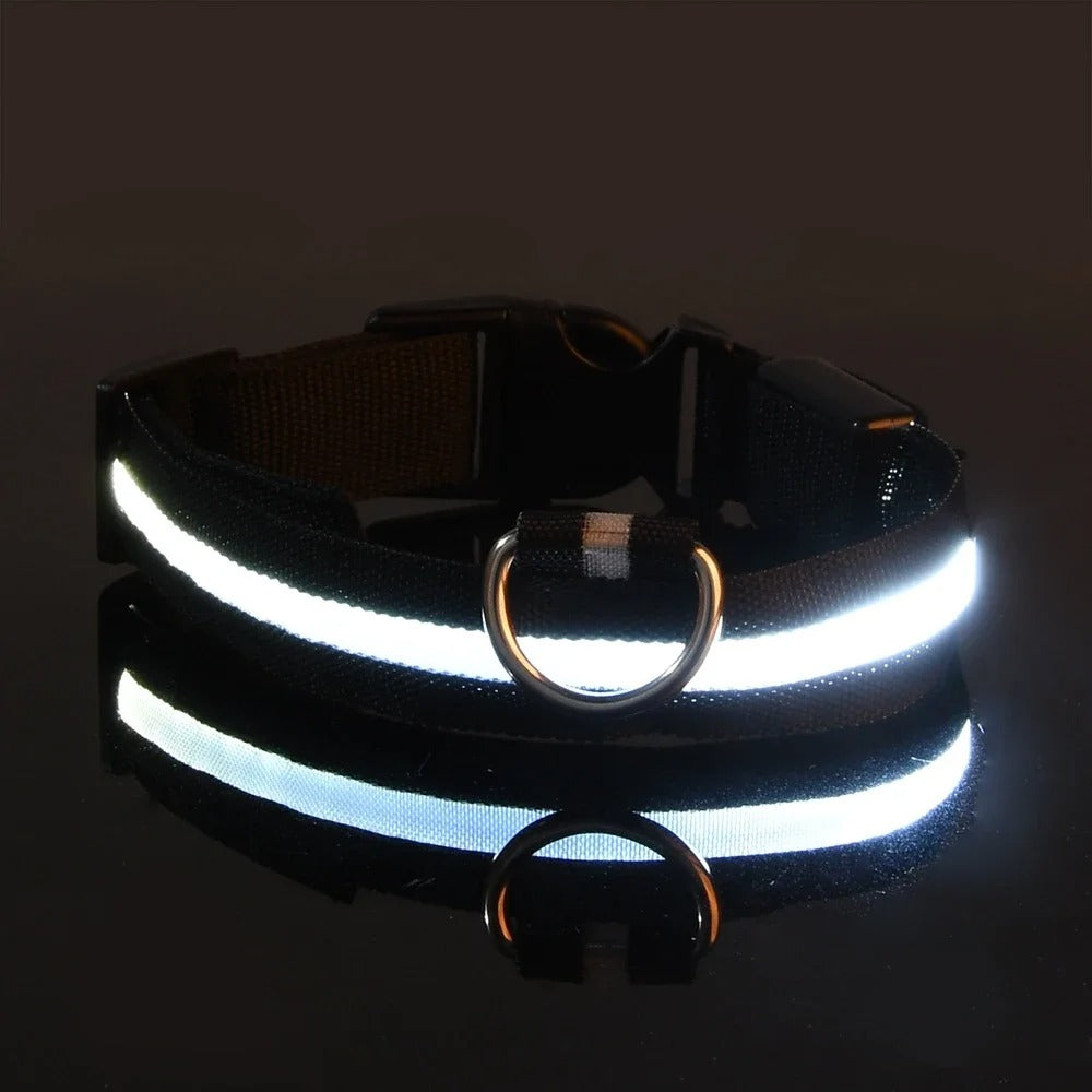Collar y correa luminosos para perro