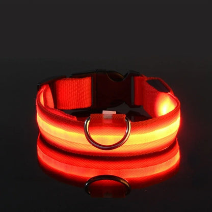 Collar y correa luminosos para perro